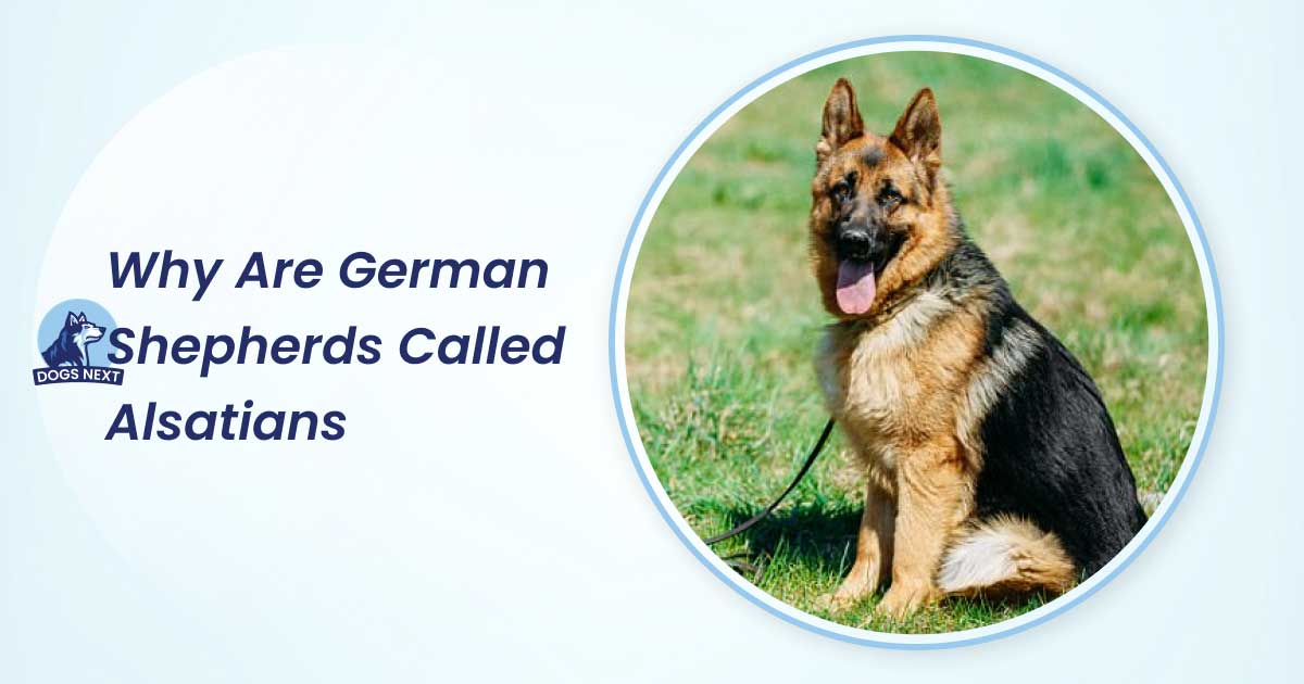 why are german shepherds called alsatians