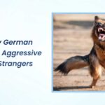 Why Is My German Shepherd Aggressive Towards Strangers