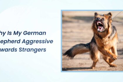 Why Is My German Shepherd Aggressive Towards Strangers