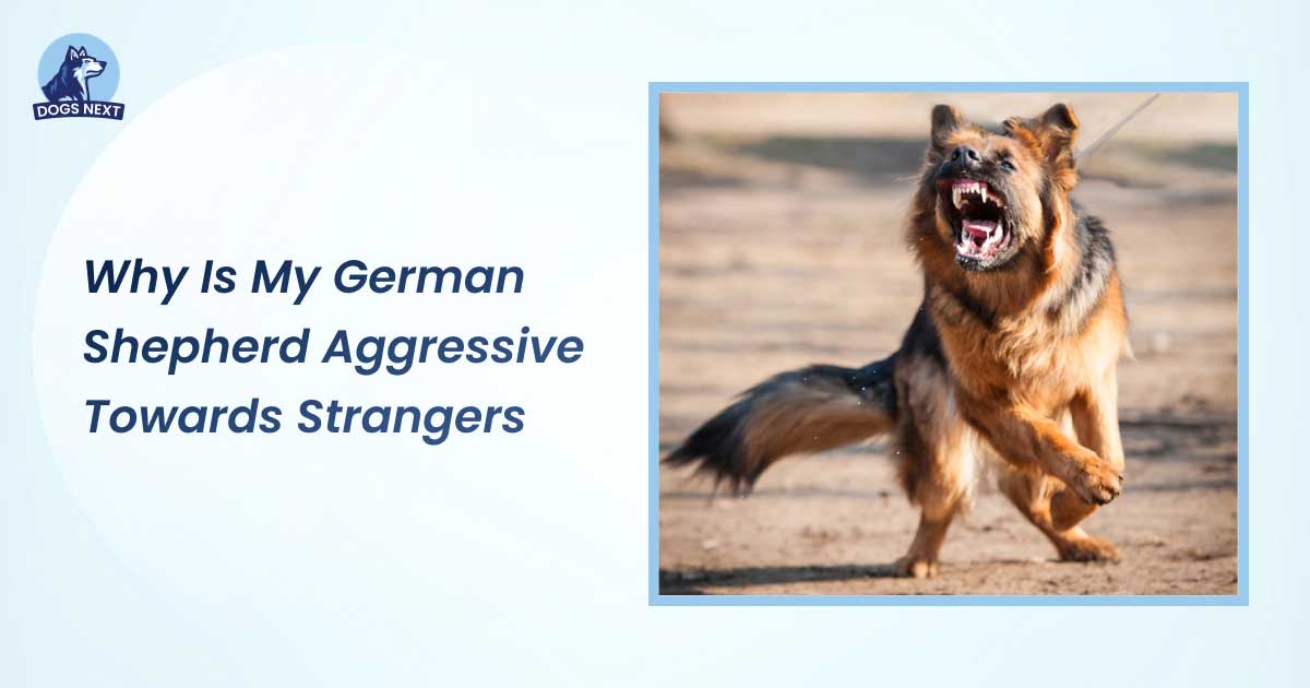 Why Is My German Shepherd Aggressive Towards Strangers