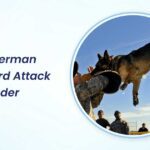 will a german shepherd attack an intruder