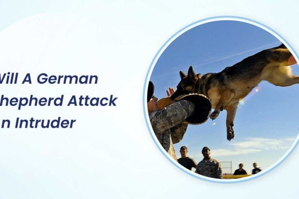 will a german shepherd attack an intruder