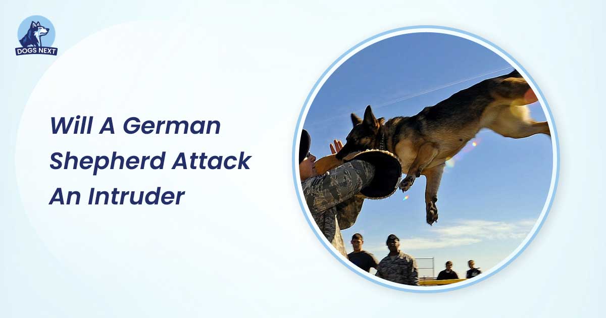 will a german shepherd attack an intruder