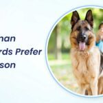 do german shepherds prefer one person